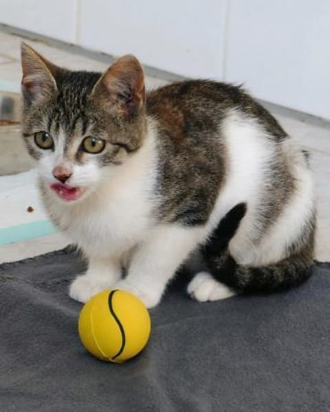 Katzenkind Joucy