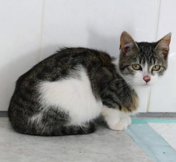 Katzenkind Joucy