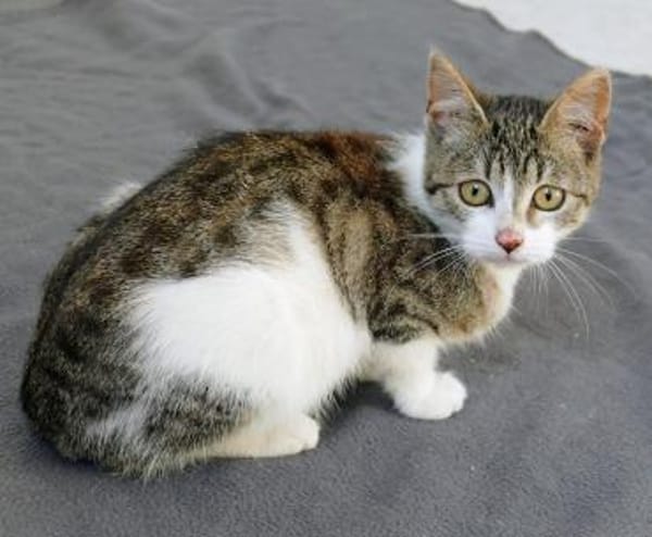 Katzenkind Joucy