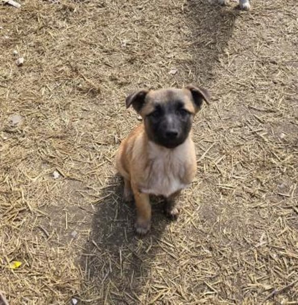 Cioco, liebevoller Welpe sucht Familie