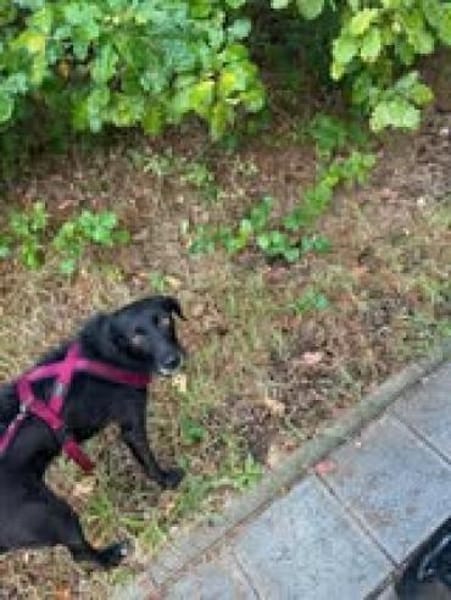 liebe ❤Cookie❤ sucht ihre Menschen