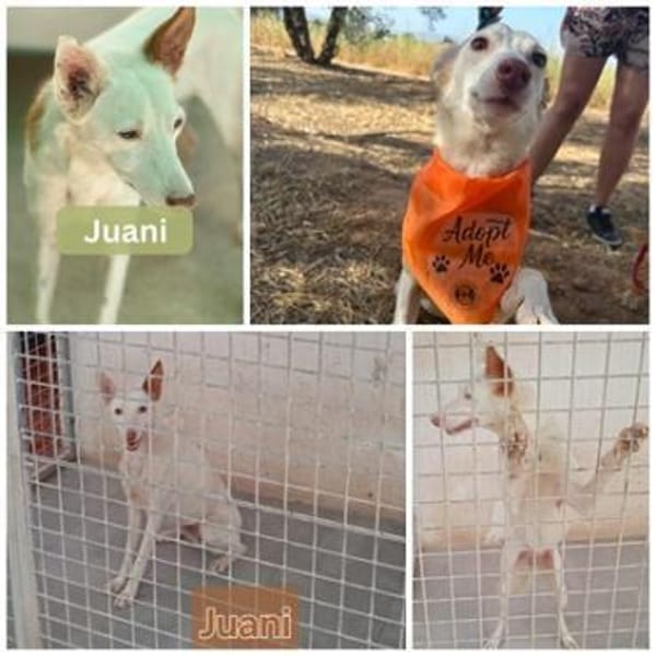 JUANI, w., kastr., Podenco, ca. 44 cm