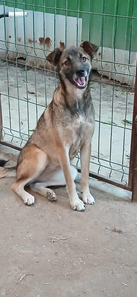 EMILIA - sucht Familienanschluss