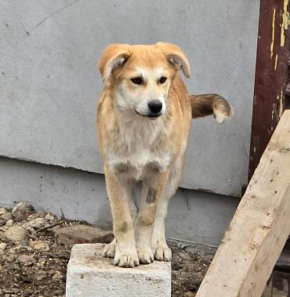 Henry, verspielter Welpe sucht Zuhause