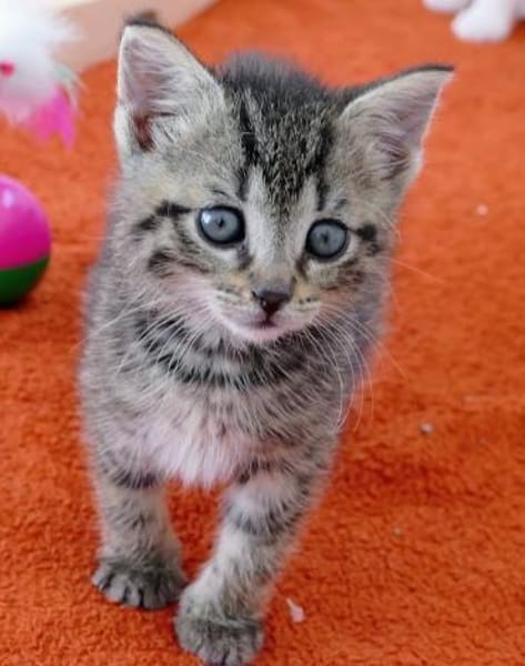 Katzenkind Lisbeth