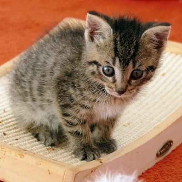 Katzenkind Lisbeth