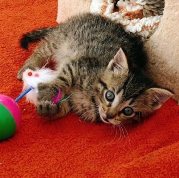 Katzenkind Lisbeth