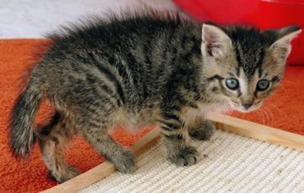 Katzenkind Lisbeth