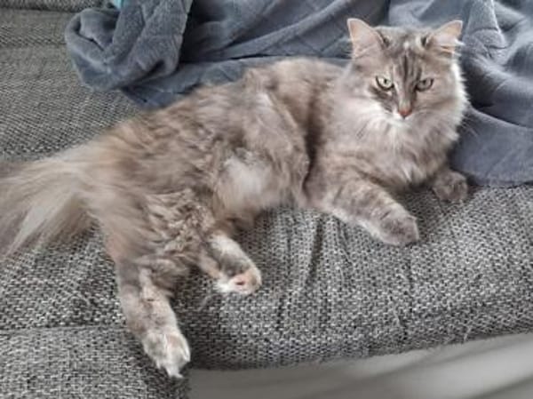 Verschmuste Iside sucht Traumzuhause