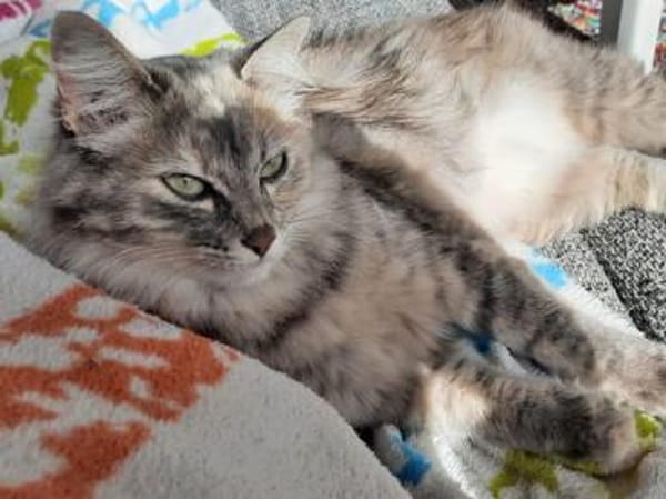 Verschmuste Iside sucht Traumzuhause