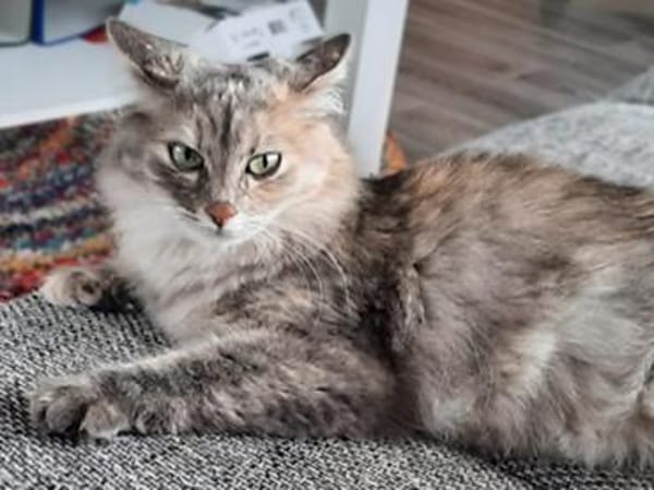 Verschmuste Iside sucht Traumzuhause