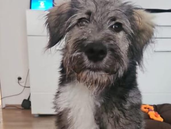 Knopfauge Cedric sucht dich!