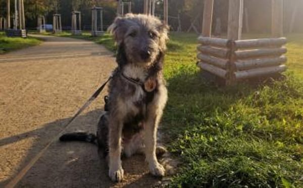 Knopfauge Cedric sucht dich!