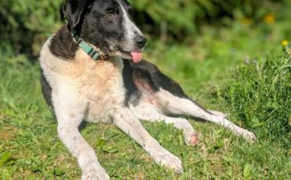 Grace sucht ihr Für-Immer-Zuhause