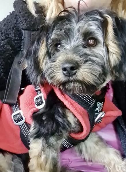 Yorki Baby Felix  in 34471 Volkmarsen