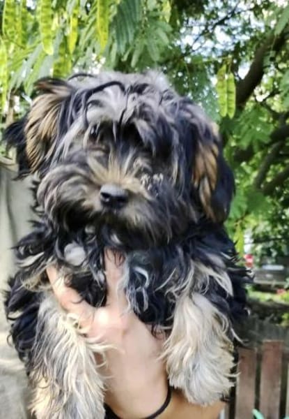 Yorki Baby Felix  in 34471 Volkmarsen