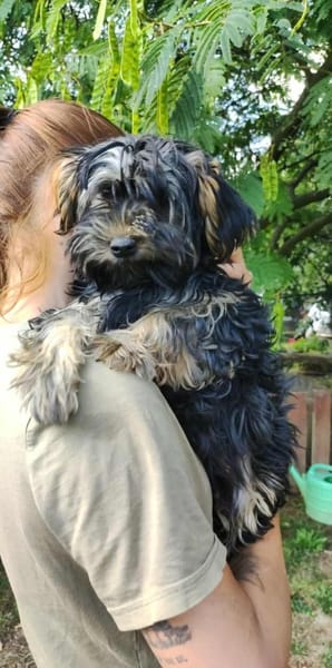 Yorki Baby Felix  in 34471 Volkmarsen