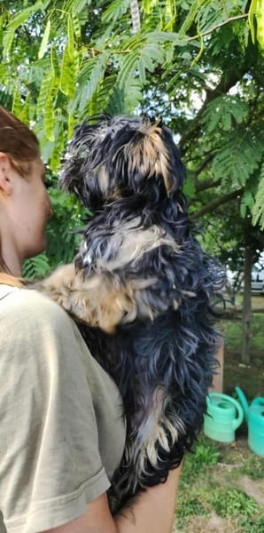 Yorki Baby Felix  in 34471 Volkmarsen