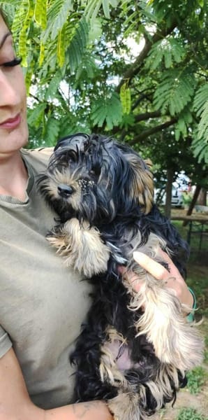 Yorki Baby Felix  in 34471 Volkmarsen