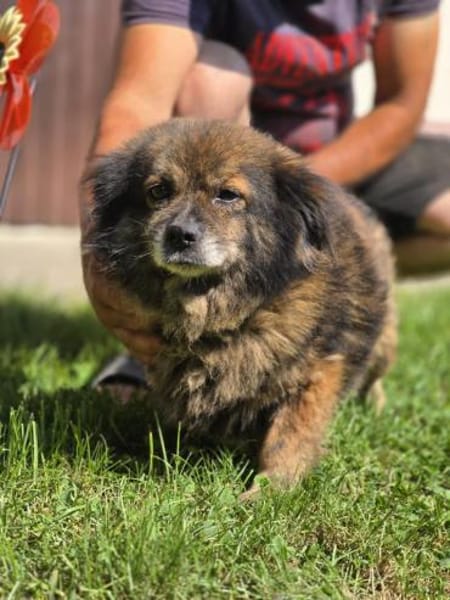 Milo, ein knuffiges Zwerglein