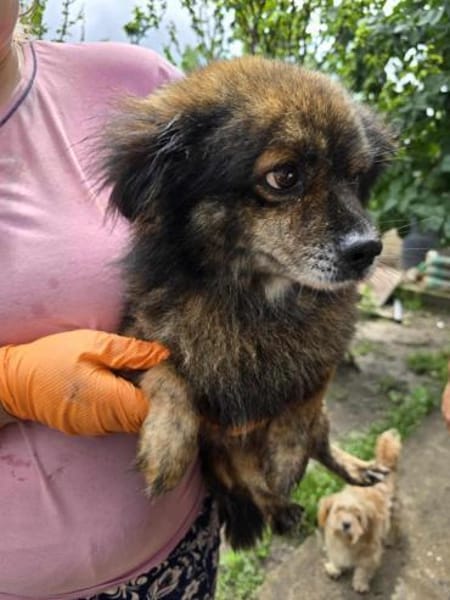 Milo, ein knuffiges Zwerglein