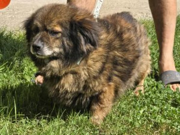 Milo, ein knuffiges Zwerglein