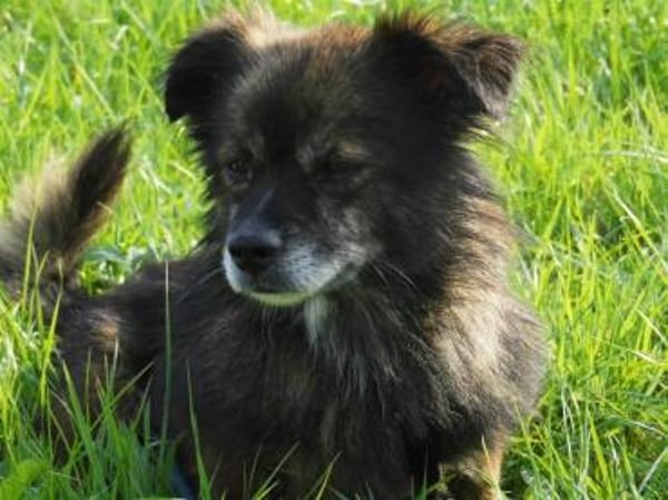 Milo, ein knuffiges Zwerglein
