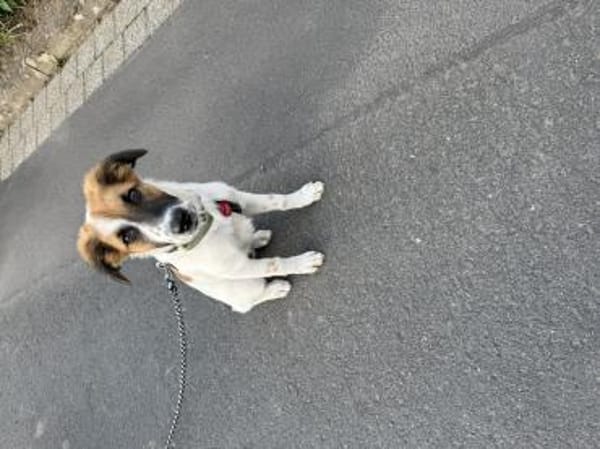 Piran sucht seine Weggefährten
