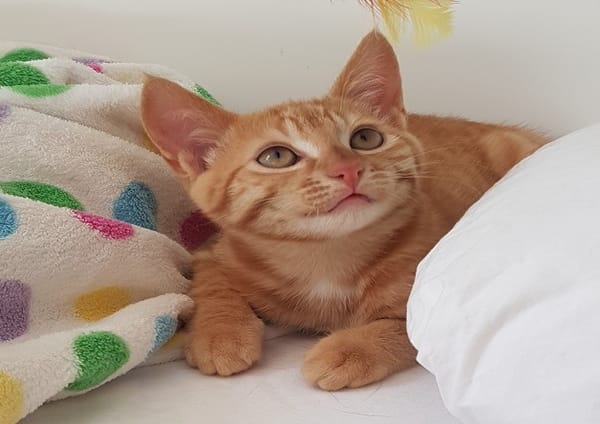 TITO