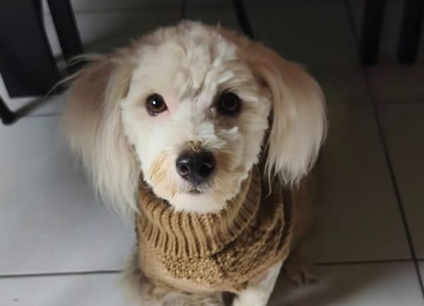 WHISKY