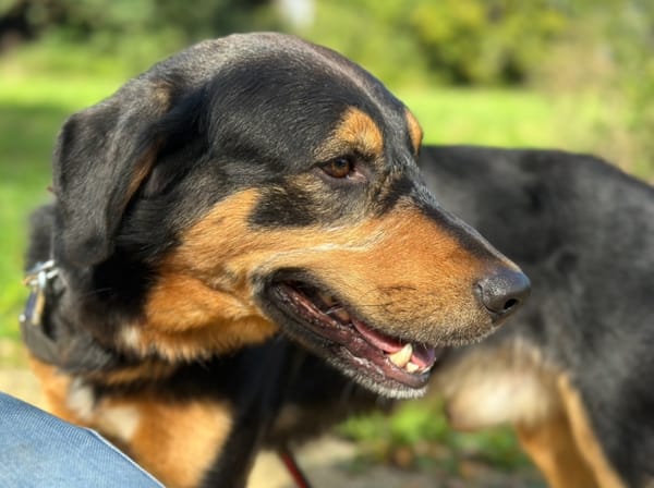 OSCAR