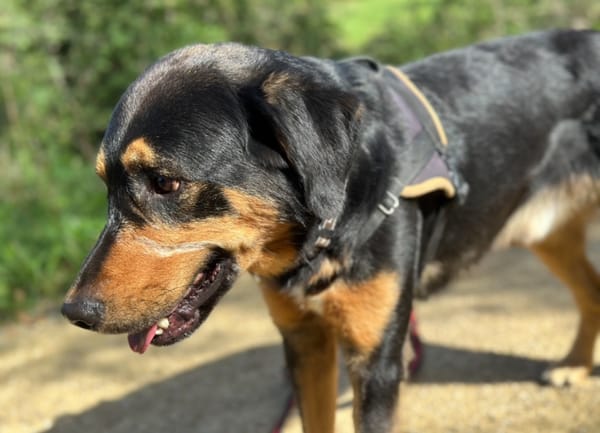 OSCAR