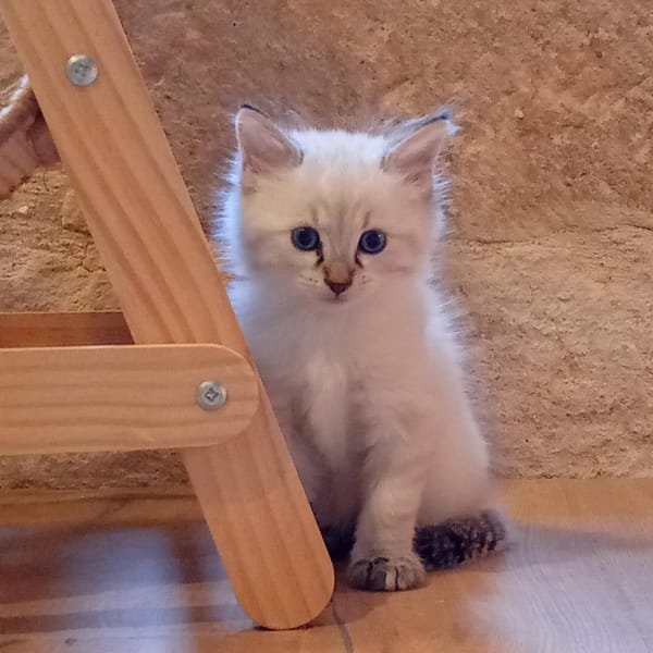 SAM
