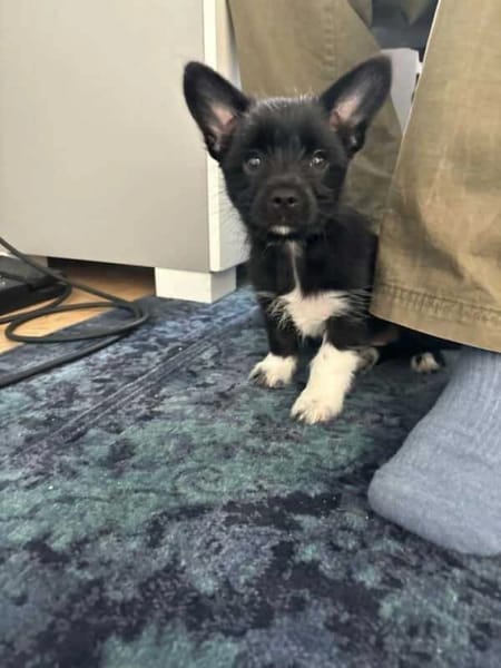 Fifi