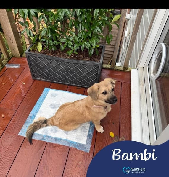 Bambi
