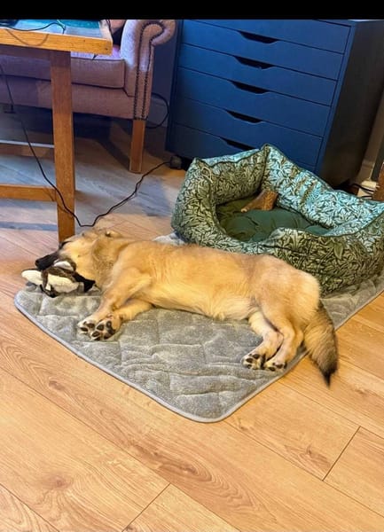 Bambi