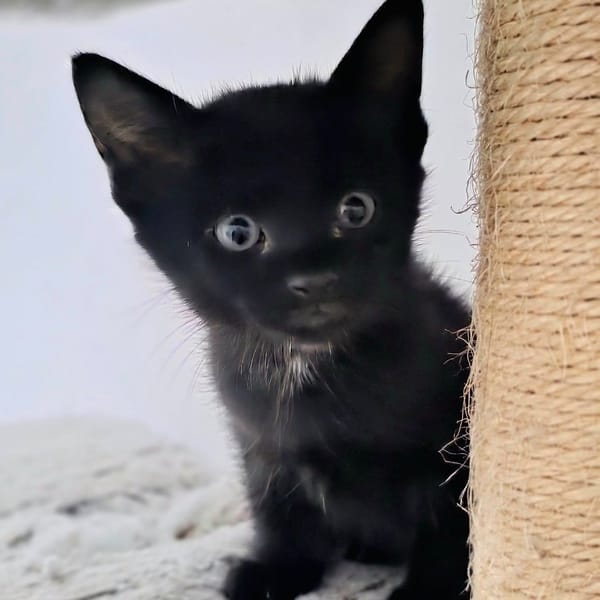 OLIVER