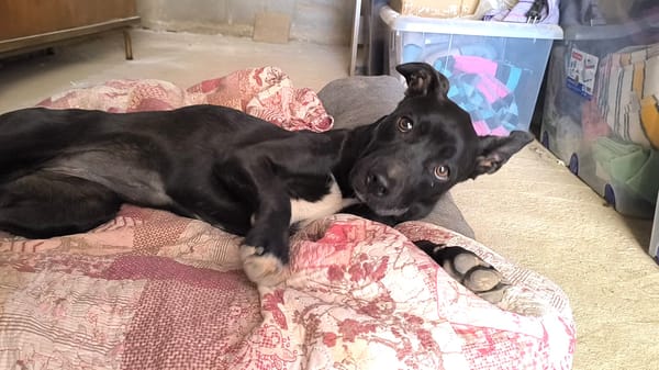 LUNITA (Rescate)