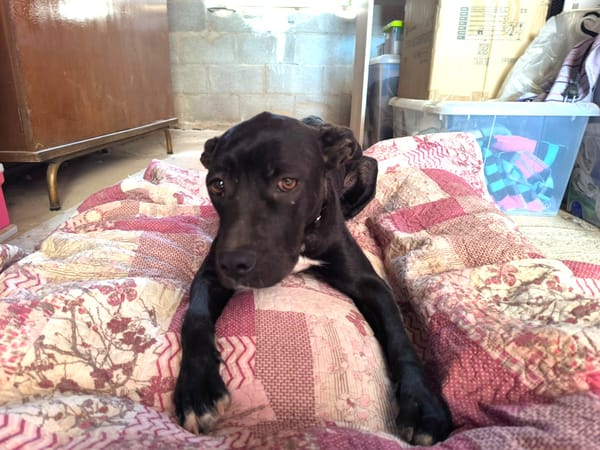 LUNITA (Rescate)