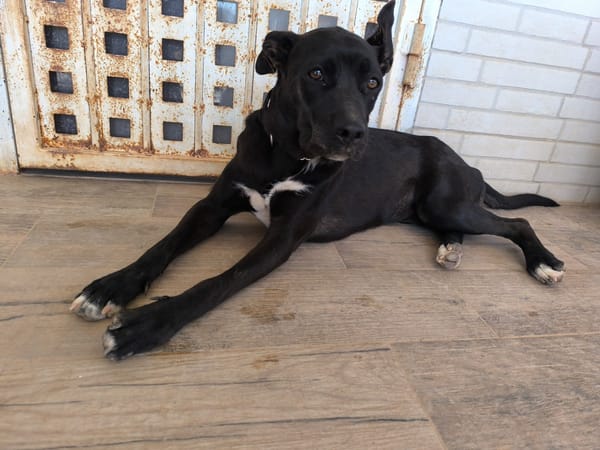 LUNITA (Rescate)