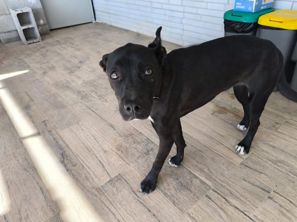 LUNITA (Rescate)