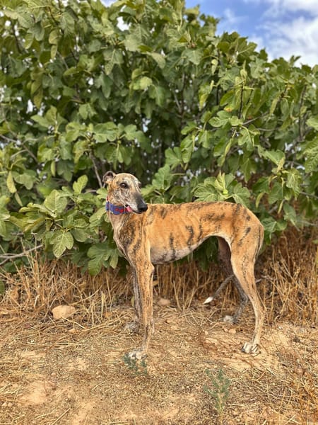 MARGARITA  (Animalea)