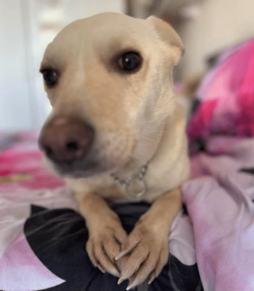 Buddy