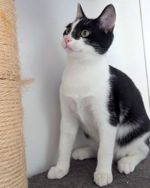 CHOUPETTE