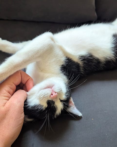 CHOUPETTE