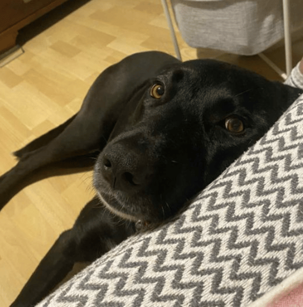 Marmite
