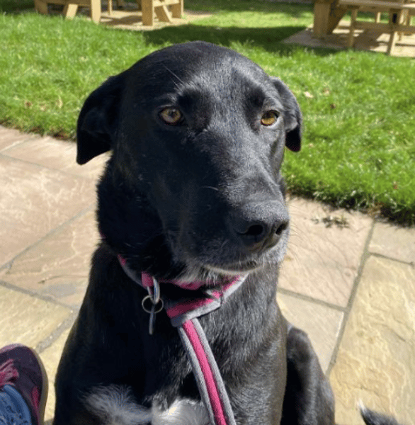 Marmite