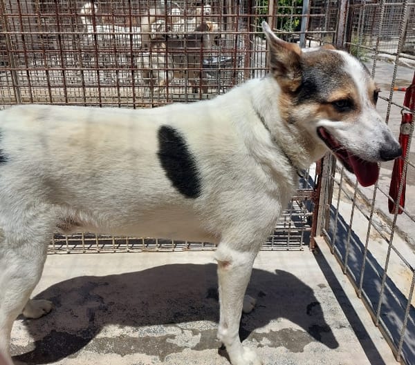 BALU', cerca casa