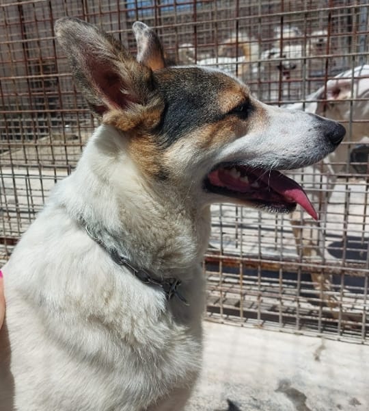 BALU', cerca casa