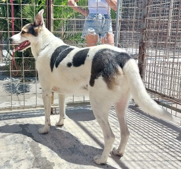 BALU', cerca casa